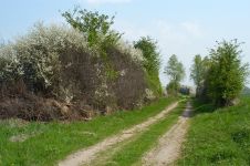 Zauneidechse Micha